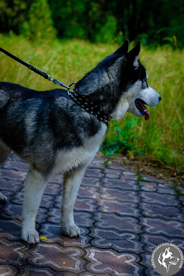 Siberian Husky black leather collar with rust-resistant spikes for basic training