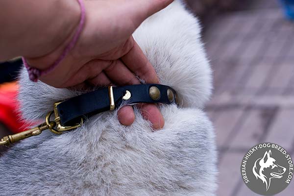 Siberian Husky black leather collar of high quality with d-ring for leash attachment for stylish walks