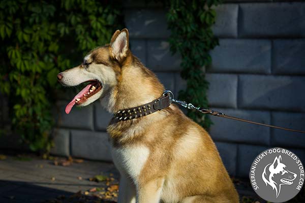 Siberian Husky black leather collar with durable nickel plated hardware for quality control