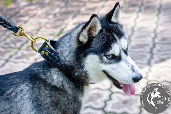 Siberian Husky black leather collar with rust-proof fittings for quality control