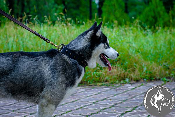 Siberian Husky black leather collar with rust-proof cones for improved control
