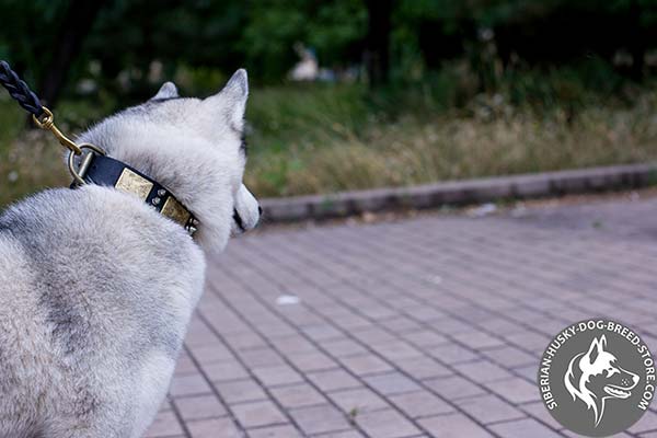 Siberian Husky black leather collar with rust-proof fittings for any activity