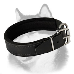 Siberian Husky shock absorbing leather dog collar