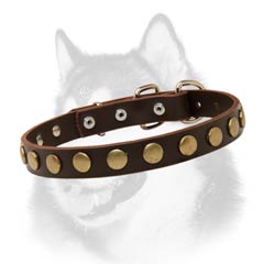 Siberian Husky leather dog collar with brass circles