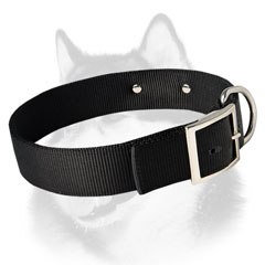 Siberian Husky leather dog collar with massive buckle