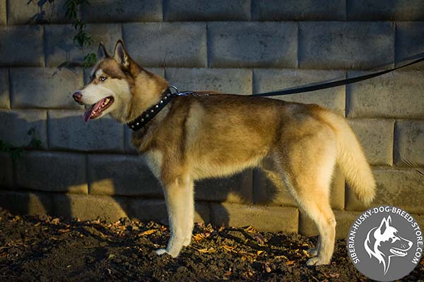Siberian Husky nylon collar with rust-proof cones for quality control