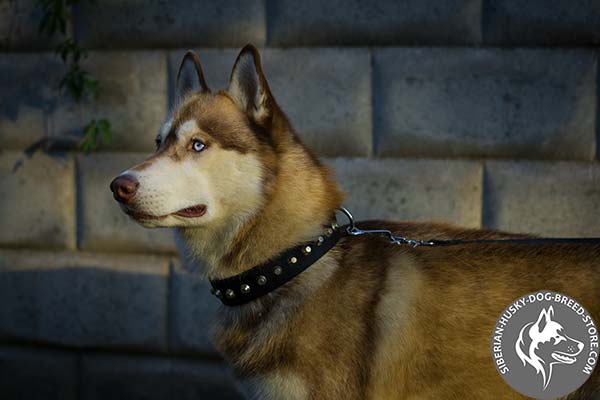 Siberian Husky nylon collar with rust-free hardware for any activity