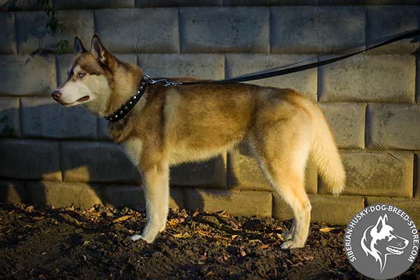 Siberian Husky nylon collar of high quality with d-ring for leash attachment for professional use
