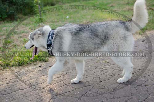 Siberian Husky nylon dog collar for everyday use