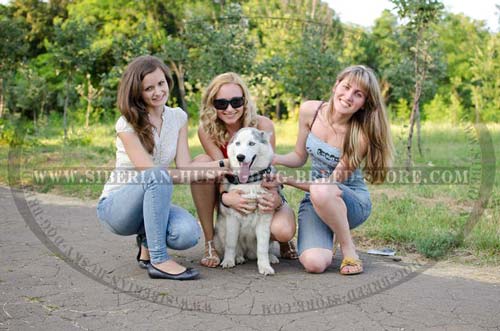 Siberian Husky nylon dog collar water resistant