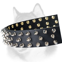Spikes adornment of leather Siberian Husky collar