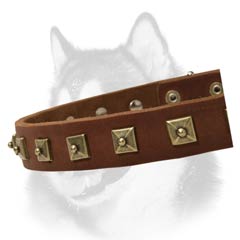 Siberian Husky leather collar decorated with riveted  studs