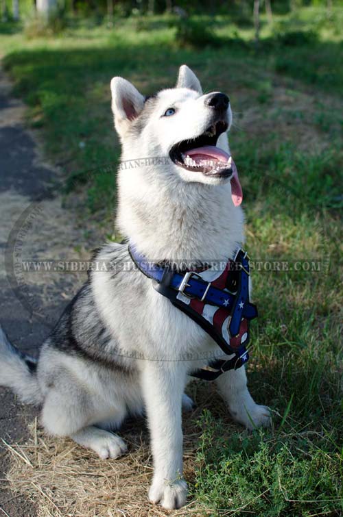 American flag leather harness for Husky