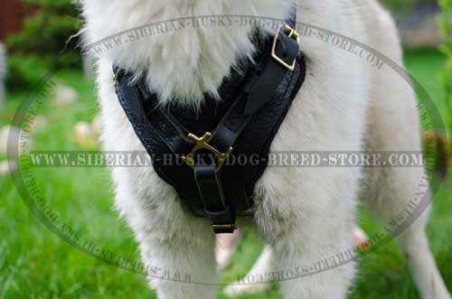 Handmade dog harness for Siberian Husky with padded chest plate