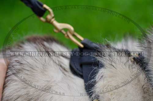 Leather Husky harness with D-ring on back plate