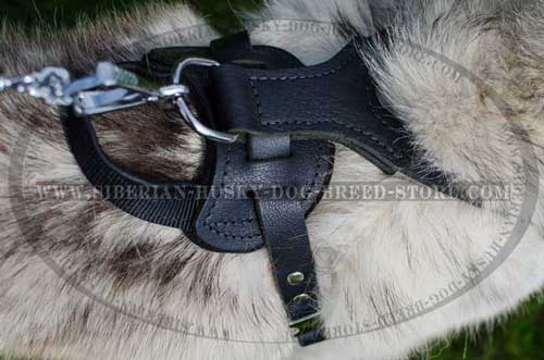 Leather dog harness for Husky with padded back plate
