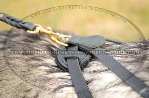Leather dog harness with soft padding