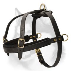 Padded front strap leather harness for Husky