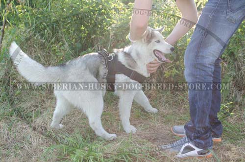 Pulling Siberian Husky dog harness