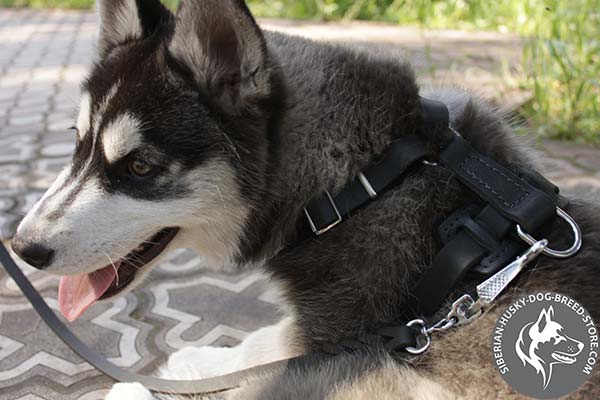 2 ways adjustable dog harness