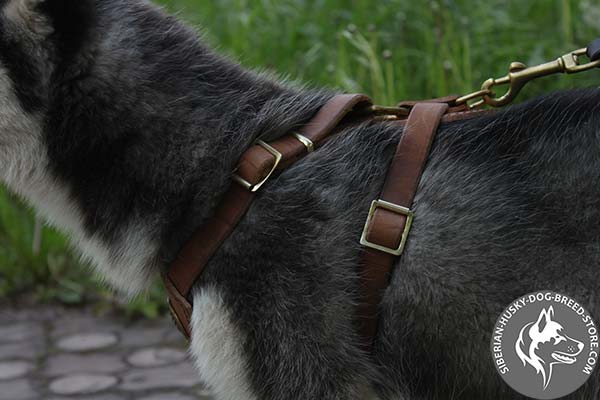 Siberian Husky adjustable harness 