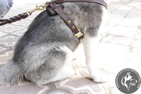 Siberian Husky pure leather harness with adjustable straps