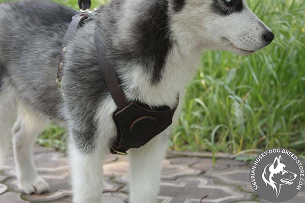 Siberian Husky harness with decorated leather chest plate