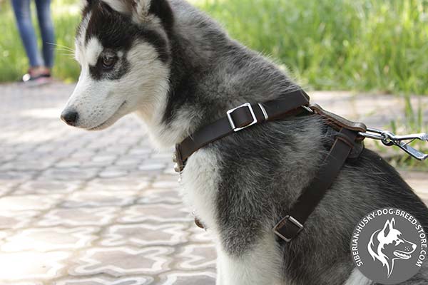 Easy to adjust Siberian Husky strong leather harness