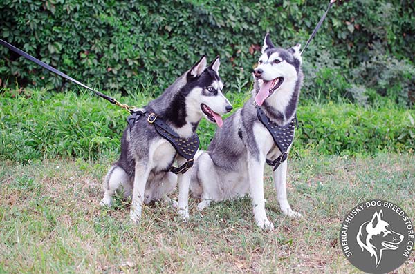 Free breathing Siberian Husky harness with decorations