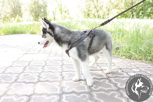 Siberian Husky genuine leather harness allows to move freely