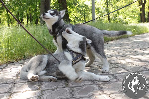 Good-looking Siberian Husky leather harness with fixed fittings