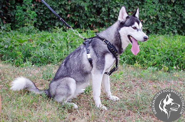 Snugly fitted Siberian Husky strong leather harness