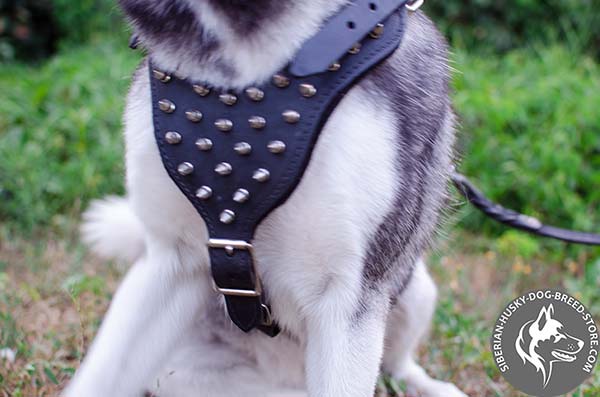 Siberian Husky harness with spiked padded chest plate