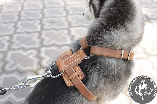 Siberian Husky harness with nickel-plated hardware