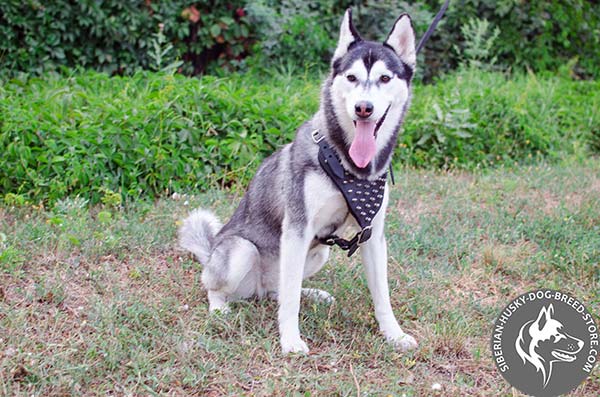 Siberian Husky reliable harness with spikes