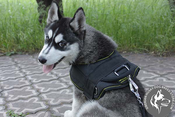Siberian Husky strong nylon harness with D-ring