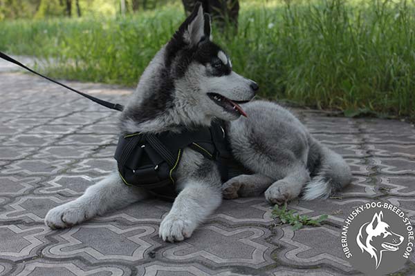 Siberian Husky harness with protected chest