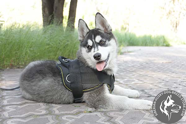 Lightweight Siberian Husky nylon harness for puppies