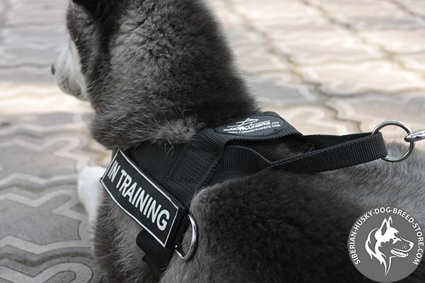 Siberian Husky harness with side D-ring