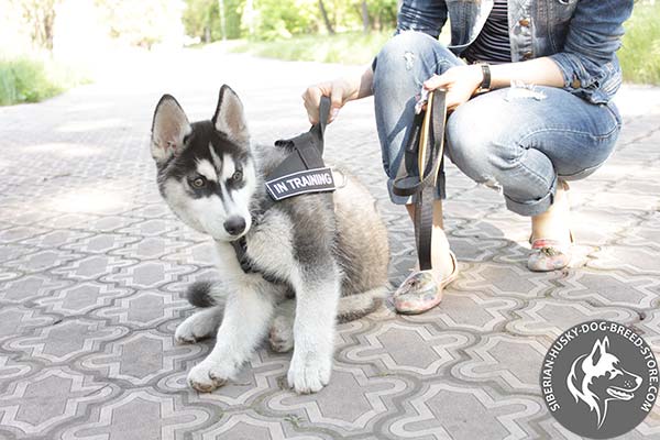 Siberian Husky harness with under belly strap