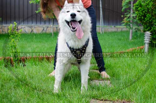 Siberian Husky designer harness for dog walking and training