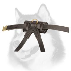 Siberian Husky dog harness with D-ring