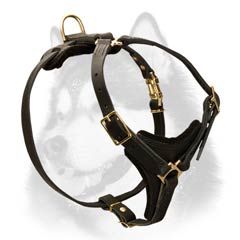 Y-shape Siberian Husky harness