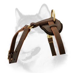 Siberian Husky leather dog harness with padded back plate