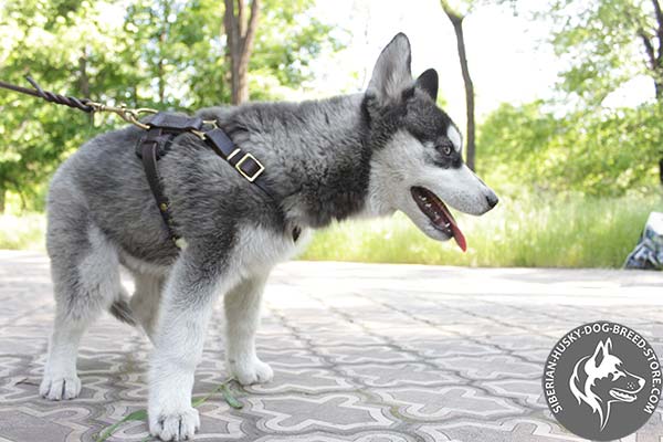 Siberian Husky leather harness with reliable hardware for basic training