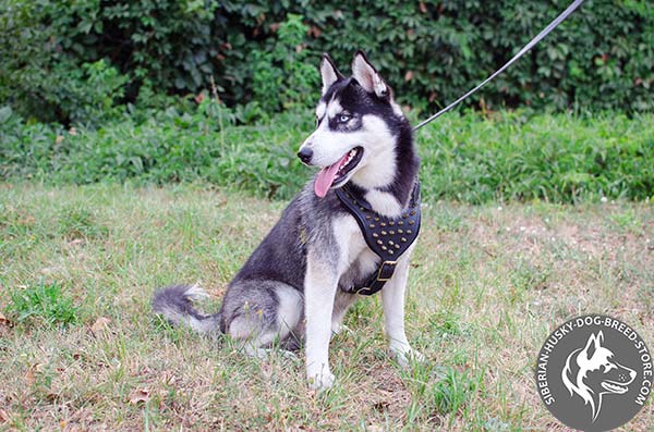 Siberian Husky black leather harness with rust-free spikes for any activity