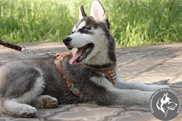 Siberian Husky leather harness with rust-proof hardware for daily activity