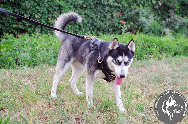 Siberian Husky black leather harness with rust-free hardware for better comfort