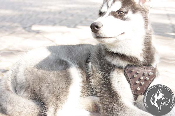 Siberian Husky brown leather harness with non-corrosive spikes for basic training