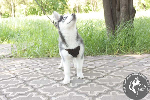 Siberian Husky brown leather harness of high quality with d-ring for leash attachment for basic training